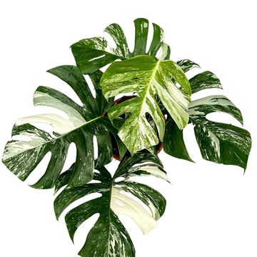 Monstera deliciosa 'Variegata'