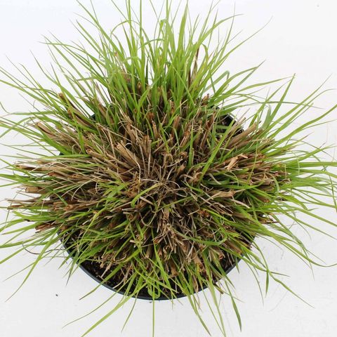 Pennisetum alopecuroides 'Hameln'