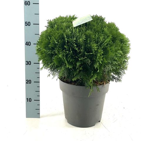 Thuja occidentalis 'Danica'