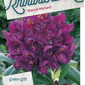 Rhododendron 'Марсель Менард'