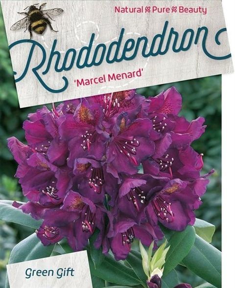 Rhododendron 'Марсель Менард'