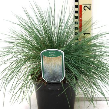 Festuca glauca 'Elijah Blue'