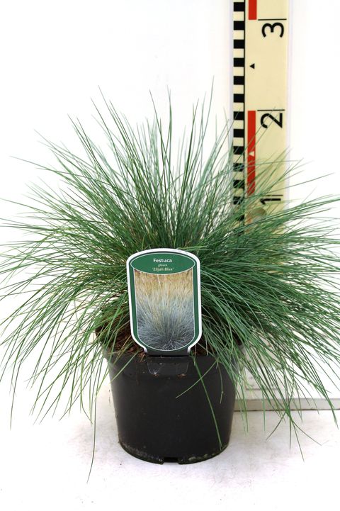 Festuca glauca 'Elijah Blue'