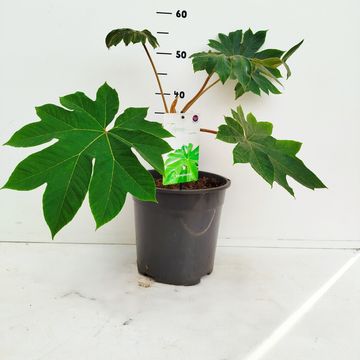 Tetrapanax papyrifer