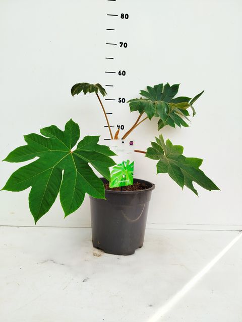 Tetrapanax papyrifer