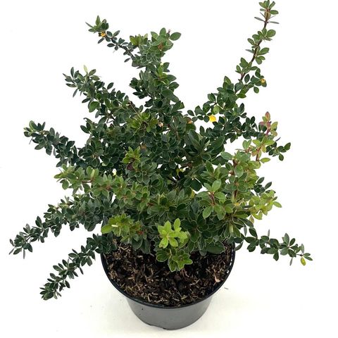 Berberis buxifolia 'Nana'