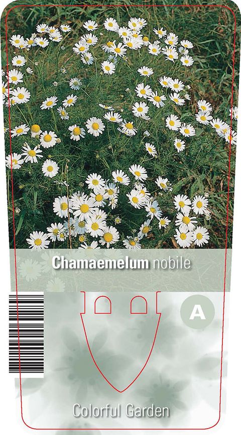 Chamaemelum nobile