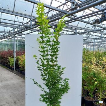 Acer shirasawanum 'Jordan'