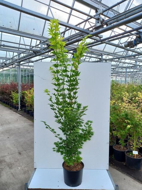 Acer shirasawanum 'Jordan'