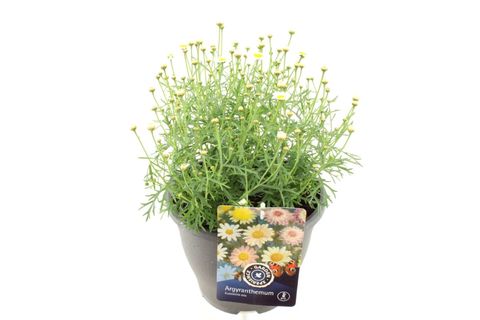 Argyranthemum frutescens MOLIMBA MAGGY WHITE