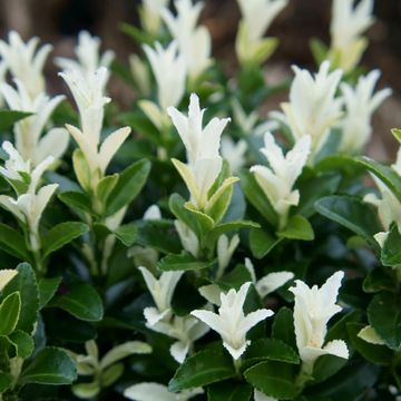 Euonymus japonicus PALOMA BLANCA