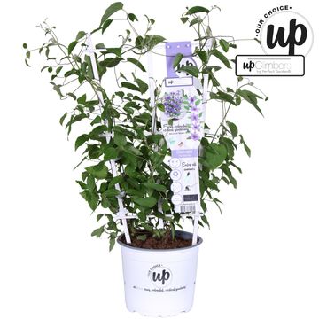 Clematis PARISIENNE BOULEVARD