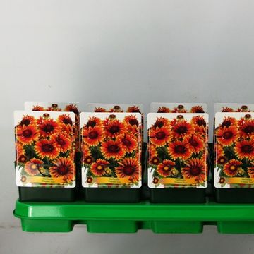 Gaillardia aristata SPINTOP MARIACHI COPPER SUN