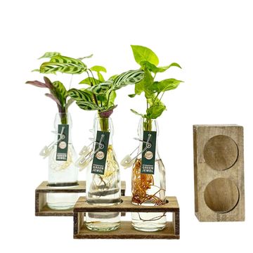 Arrangement Houseplants