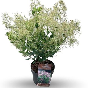 Cotinus coggygria 'Young Lady'