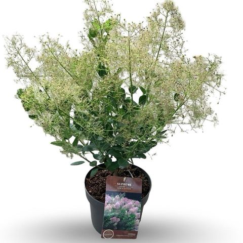 Cotinus coggygria 'Young Lady'