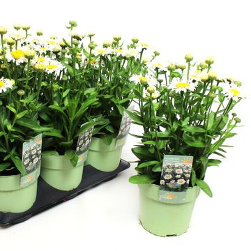 Leucanthemum OOH LA LACROSSE
