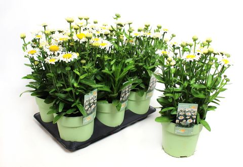 Leucanthemum OOH LA LACROSSE