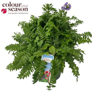 Polemonium caeruleum 'Bambino Blue'