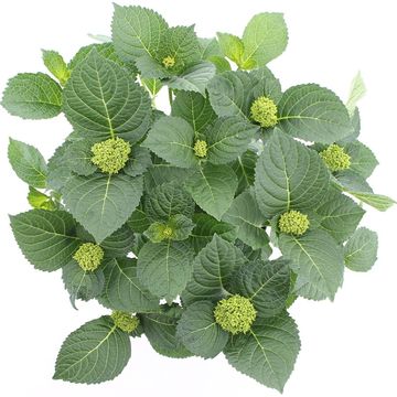 Hydrangea macrophylla MAGICAL AMETHYST