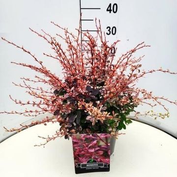 Berberis thunbergii 'Rose Glow'