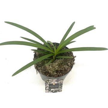 Agapanthus FIREWORKS