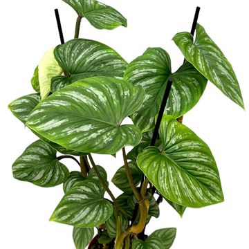 Philodendron mamei