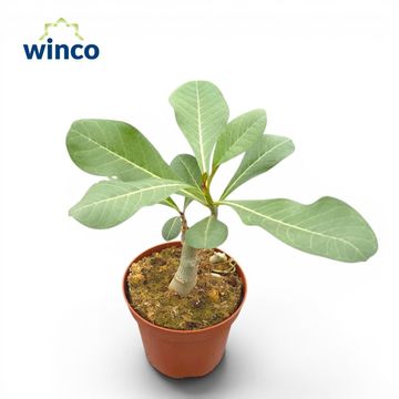 Adenium obesum