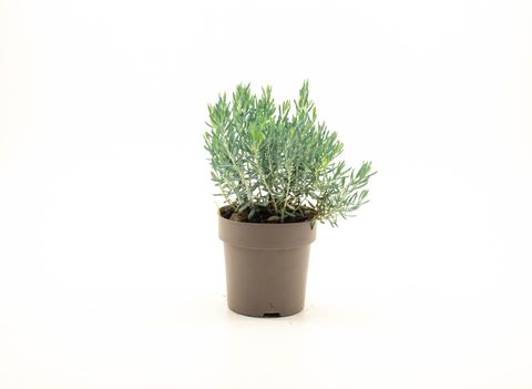 Andromeda polifolia 'Blue Lagoon'