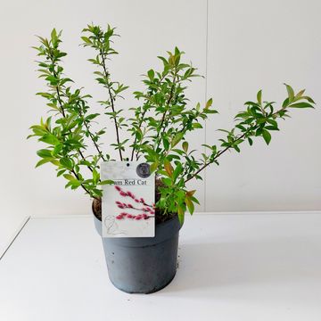 Ива gracilistyla 'Mt. Aso'