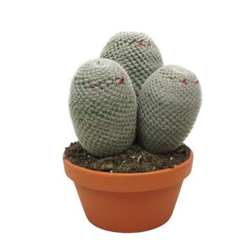 Mammillaria matudae