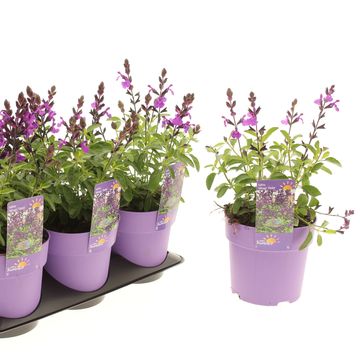 Salvia greggii MIRAGE VIOLET