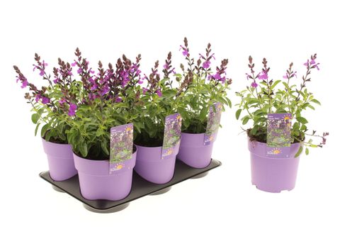 Salvia greggii MIRAGE VIOLET