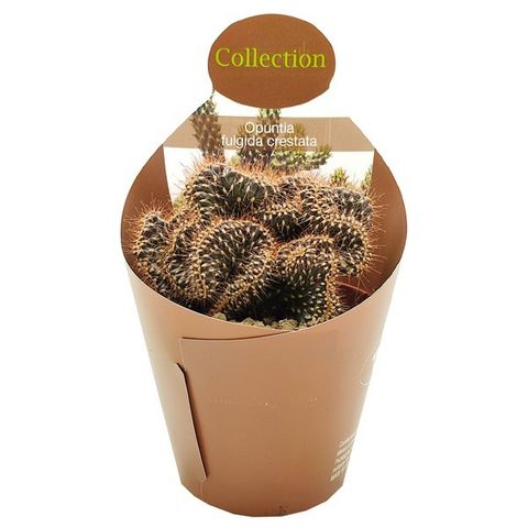 Cylindropuntia fulgida cristata
