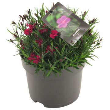 Dianthus TIIU