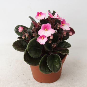 Saintpaulia 'Maxi Besar Pink White'