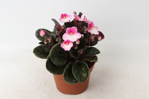 Saintpaulia 'Maxi Besar Pink White'