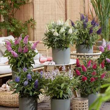 Buddleja davidii BUTTERFLY CANDY MIX