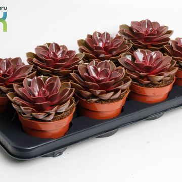 Echeveria 'Magic Red'