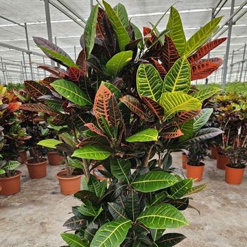 Codiaeum variegatum 'Petra'