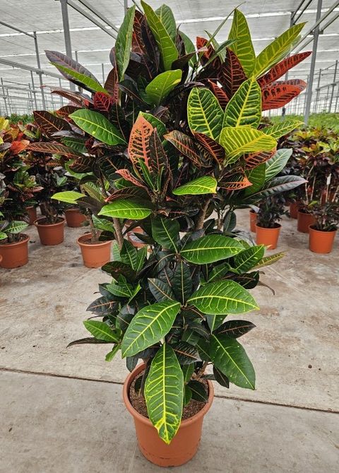 Codiaeum variegatum 'Petra'