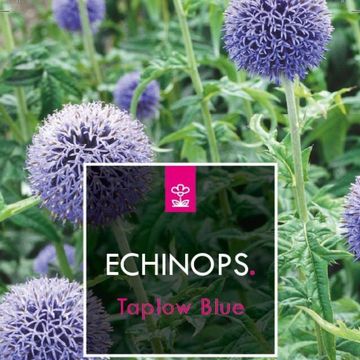 Echinops bannaticus 'Taplow Blue'