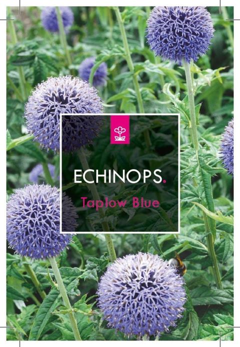 Echinops bannaticus 'Taplow Blue'