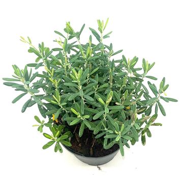 Andromeda polifolia 'Blue Ice'