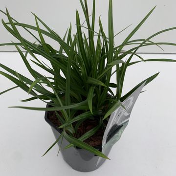 Carex morrowii 'Irish Green'