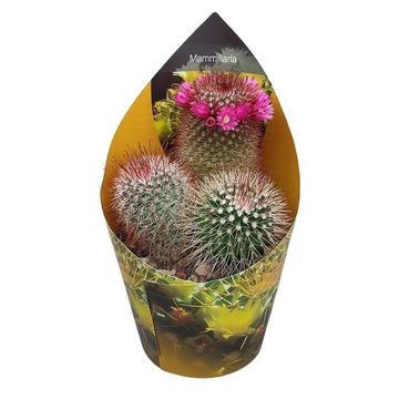 Mammillaria spinosissima rubrispina