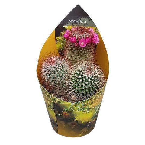 Mammillaria spinosissima rubrispina