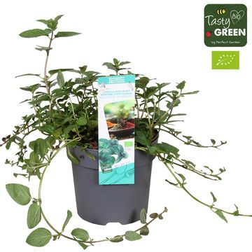 Mentha x piperita 'Chocolate Intense'
