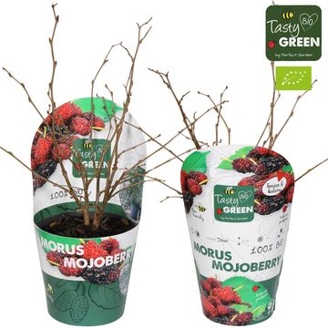 Morus rotundiloba MOJO BERRY