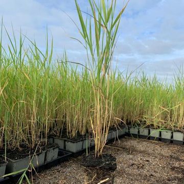 Phragmites australis